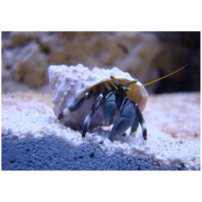 Crabul stangaci Hermit - imagine 3